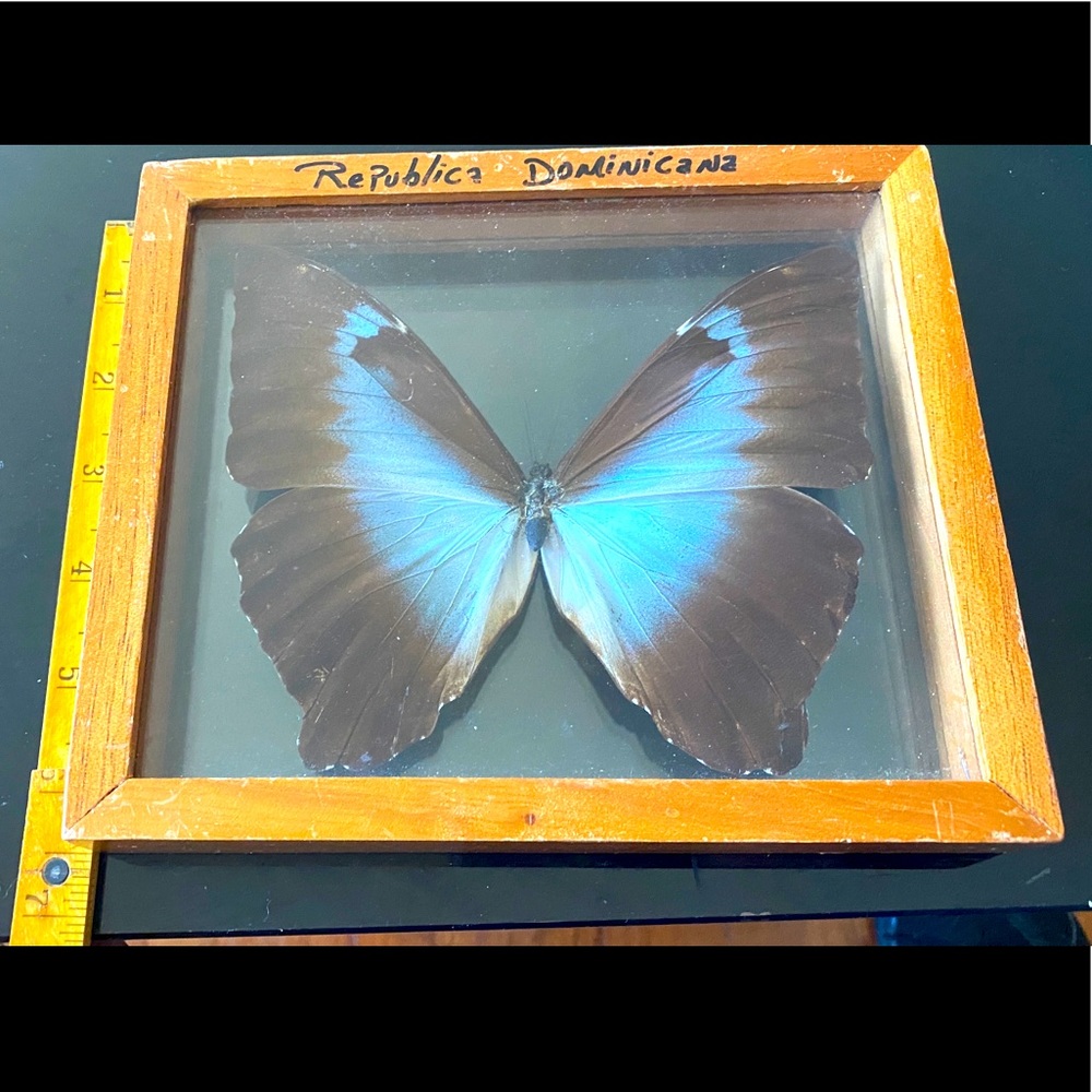 REAL Blue Morpho Butterfly in glass display case.